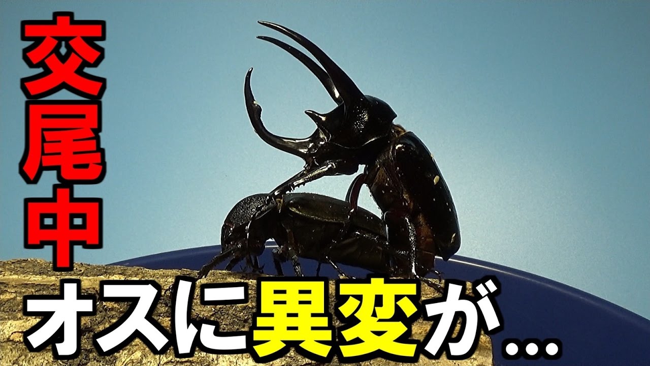 【カブトムシ】 アトラスオオカブトの繁殖 ②ハンドペアリング