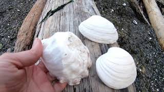 Vashon Island WA summer one day trip