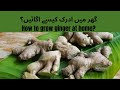 How to grow ginger at home adruk ki kasht how to grow ginger at home in pakistan