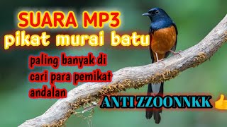 Suara Pikat Mp3 Murai Batu Ampuh Dan Suara Anakan Paling Banyak Di Cari Para Pemikat Andalan