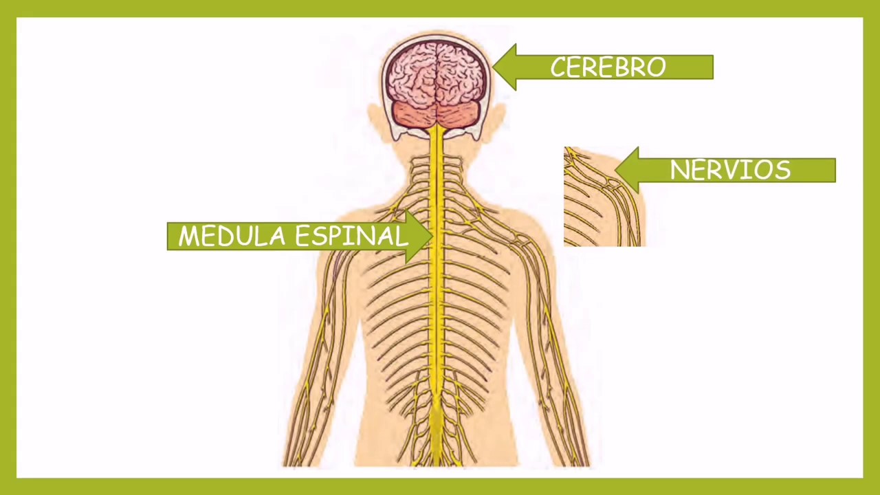 ▷El Sistema Nervioso Central ¿Qué es? ¿Cómo funciona?