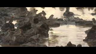Red-Billed Quelea