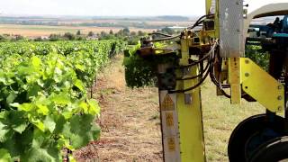 Le rognage des vignes, dans la Marne