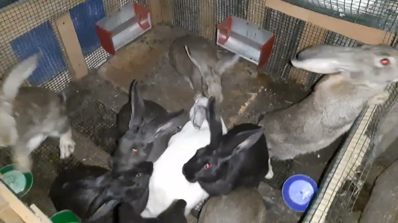 am făcut cuști noi și modificări în adăpost la iepuri