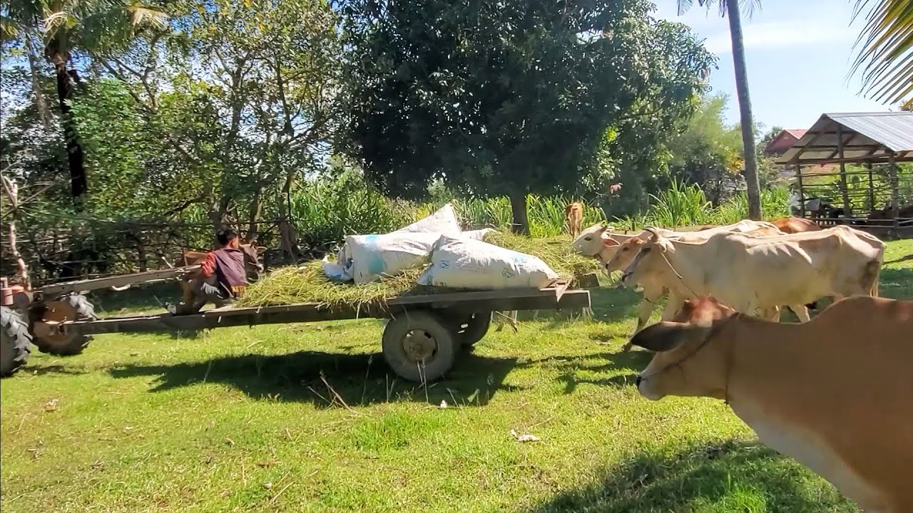 Happy cows run follow the cart grass