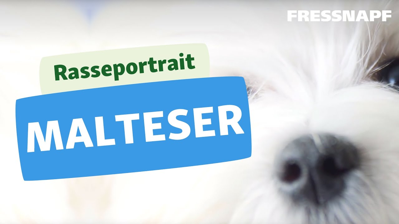 Malteser: Temperament, Pflege und alle Infos zur Hunderasse