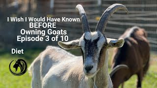What I Wish I Would Have Known Before Owning Goats Episode 3 of 10
