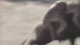 Video lucu monyet dan babi menjadi rossi