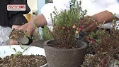 クランベリーの育て方 カインズ植物図鑑 Youtube クランベリーの育て方 カインズ植物図鑑 Youtube