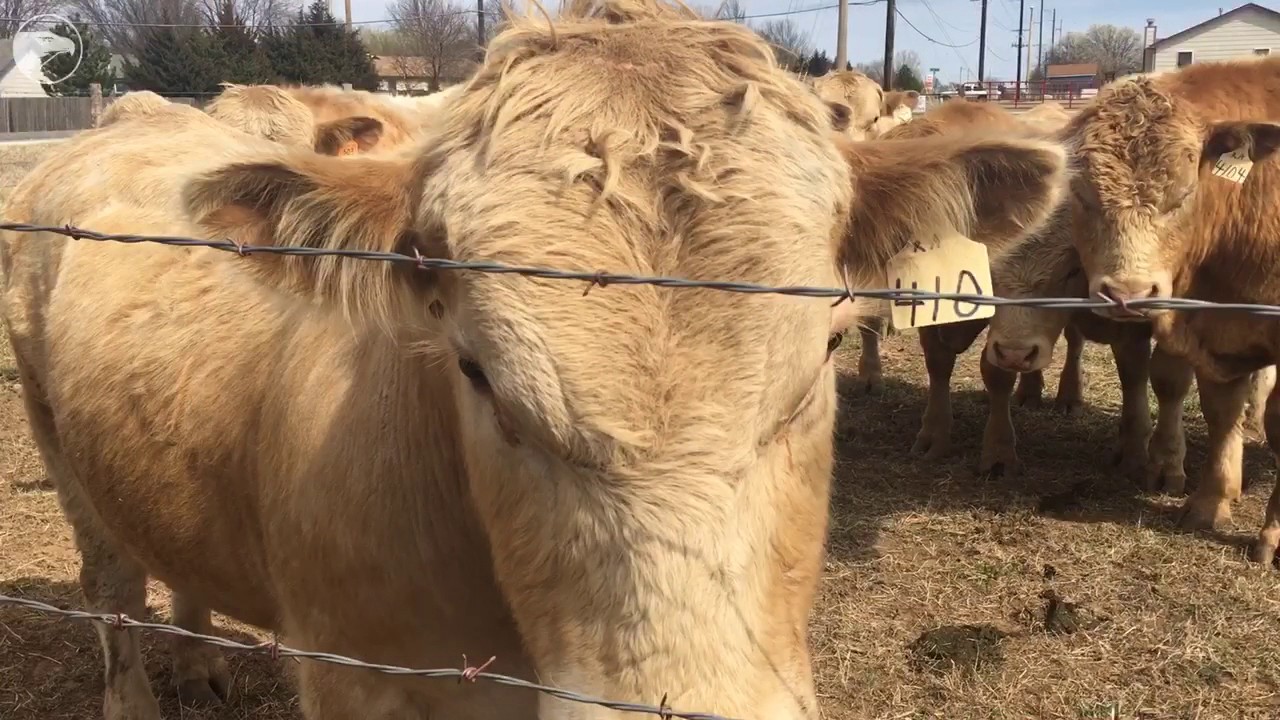 Wichita Union Stockyards event center and steakhouse to open YouTube