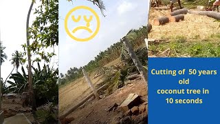 Cutting of 50 years old coconut 🥥 tree🌲