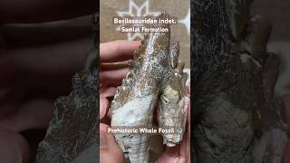 Basilosaurid Whale Fossil Tooth