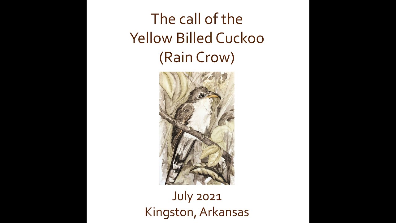Aiken's Yellow-Billed Cuckoos | The Aiken Chronicles