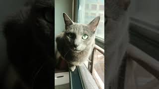 Someday somewhere somecat. by Let my cat sleep 120 views 3 years ago 1 minute, 2 seconds