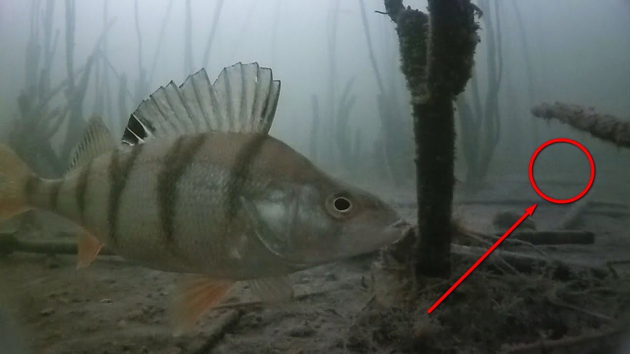 Мормыш плавает посреди окуневых стай (подводные съемки) - YouTube