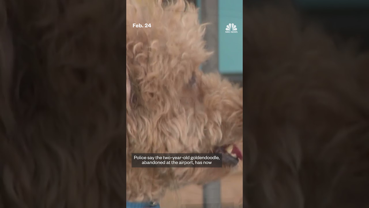 Puppy abandoned at Las Vegas airport adopted by cop who rescued him