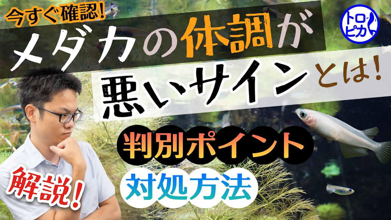 今すぐ確認 メダカの体調が悪いサインとは 事前察知と早期対処で長生きさせよう Youtube