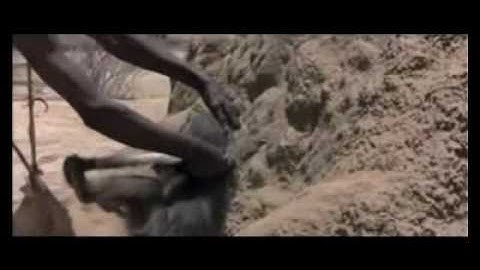 511. How to fool a baboon into showi.avi
