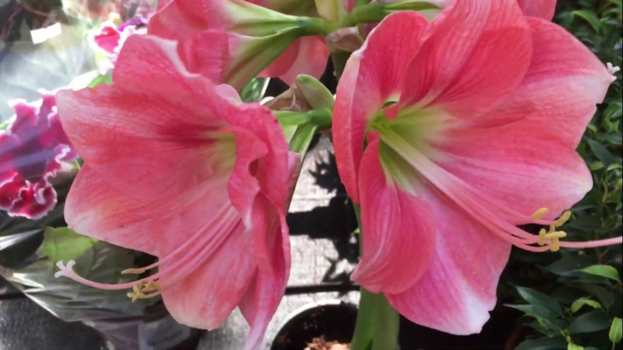 IKEA, OBI,  FIX PRICE, НОВИНКИ И СУПЕР ТОВАРЫ.