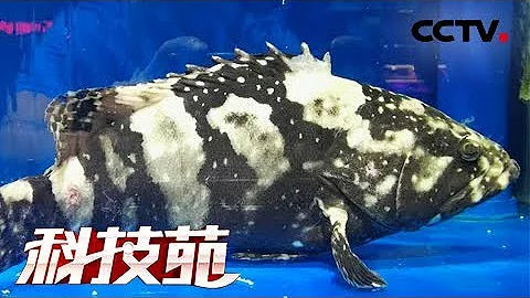 《科技苑》凶猛虎龙斑 深海鱼内陆养 20180621 | CCTV农业 - 天天要闻