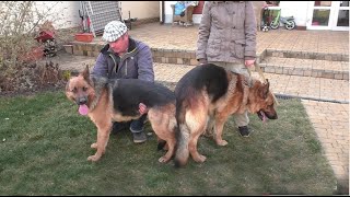 Немецкие овчарки Аманда и Тайсон 14 мая родились щенки German Shepherd Dog. Puppies for sale. Немецкие овчарки Аманда и Тайсон 14 мая родились щенки German Shepherd Dog. Puppies for sale.