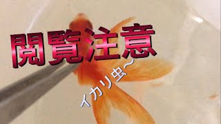 閲覧注意 金魚水槽イカリ虫