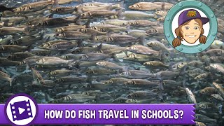 Animal Jam - Ask Tierney: Why do fish travel in schools?