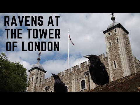 Video: Why Londoners Keep Black Ravens In The Tower