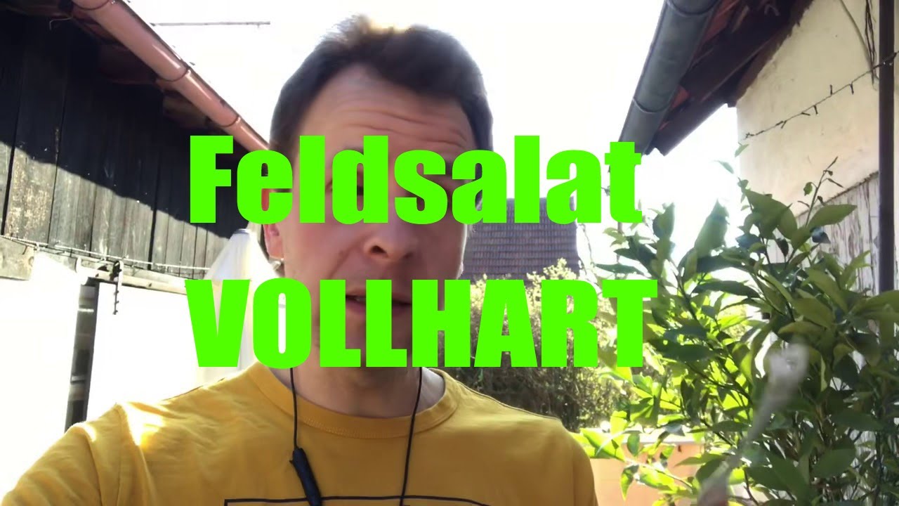 Feldsalat aussäen: So verteilst du die Samen in der Anzuchtplatte