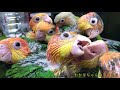 シロハラインコの孵化からの成長記録   Growth record from parakeet hatching 【caique parrot】