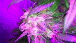 Medical Marijuana Grow - Week 8 Bloom: White Widow, Bubblelicious (Pro-Grow X5 LED grow light)
