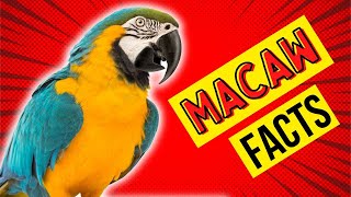 😱10 Mind-Blowing Macaw Parrot Facts You Need To Know!😱