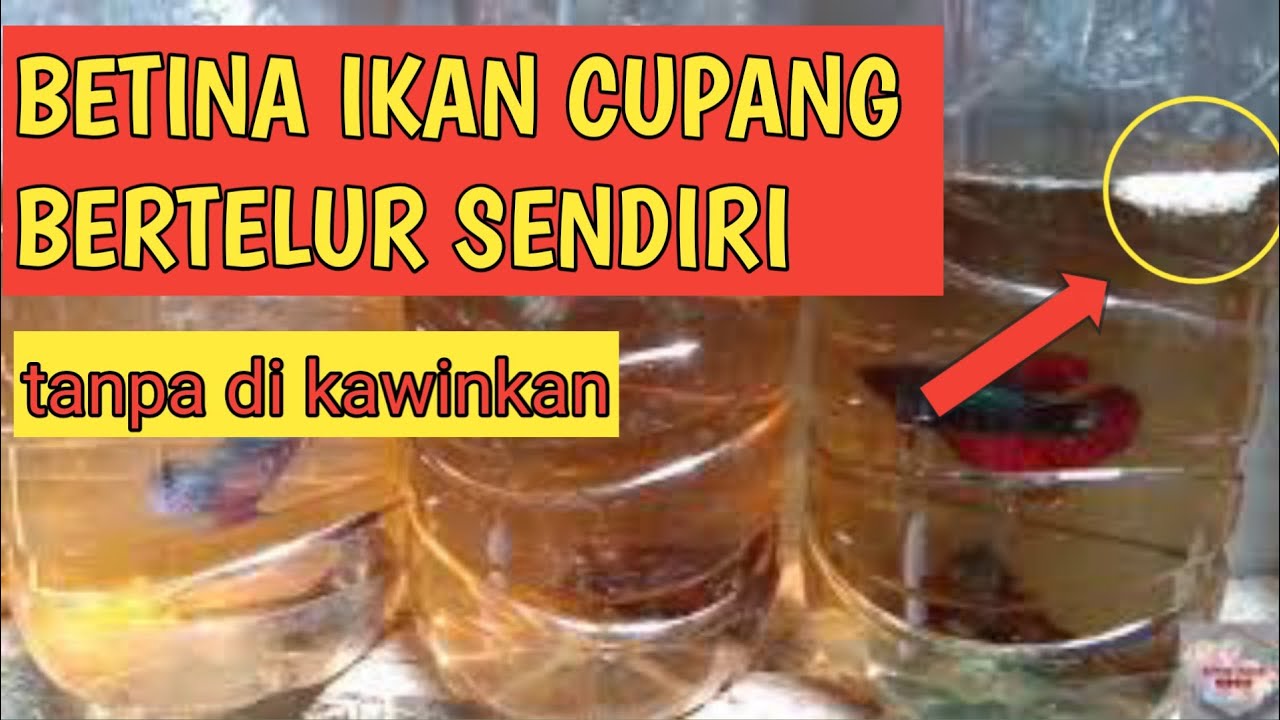 BETINA IKAN CUPANG BERTELUR SENDIRI 