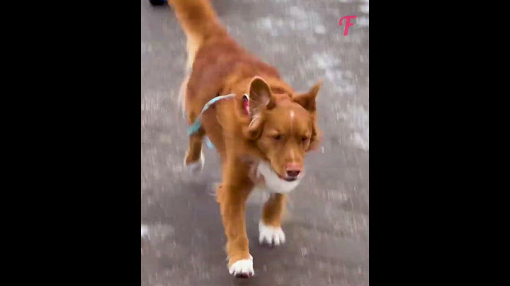 Un cane intelligente cattura un imbroglione subdolo #shorts