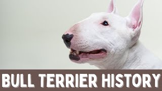 Bull Terrier 101: Everything You Need to Know