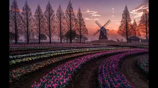 Tulip fields in the Netherlands