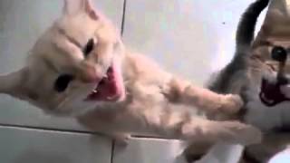 Смешные коты!!! Котята просят покушать, Funny cats, Прикольные, ржачные,веселые коты,кошки ,котята1 Смешные коты!!! Котята просят покушать, Funny cats, Прикольные, ржачные,веселые коты,кошки ,котята1