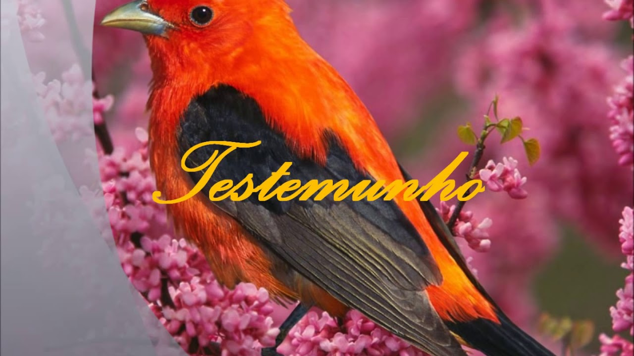 testemunho do ir Valdir de itanagra ccb