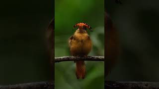 El mosquero real atlántico #mosquero #real #atlantico #pajaro #naturaleza #animal