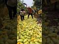 মজার ফল চাইনার সব থেকে বড় আম😍🤩 #facst #fruit #banglarfacts #amazing #banglafacttube