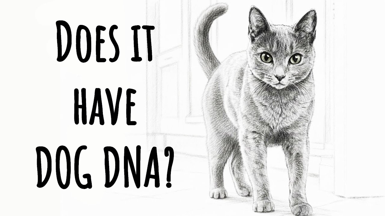 5 Mind Blowing Russian Blue Cat Facts You Won't Believe Are Real