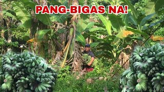 SAGING SABA: DAMING NATIBA! PANG-BIGAS NA | Biyaherong Batangueno