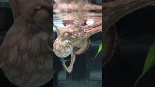 Adorable Octopus Linarus Playing