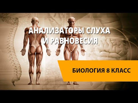 Анализаторы слуха и равновесия