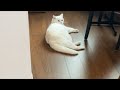 🔴Cat Live🇯🇵寝顔配信😴 2026 #live #cat #scottishfold #猫 #قطة #кот #kucing #बिल्ली #gato #고양이