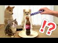 【犬と猫に初めてメントスコーラを見せてみた結果がww】柴犬と子猫の反応は？ドッキリ！(#にゃんてわんだふる)Dogs and Cats Surprised at Mentos Cola