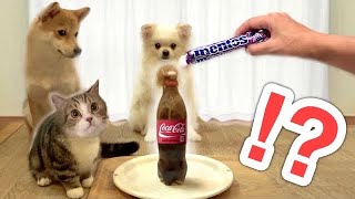 【犬と猫に初めてメントスコーラを見せてみた結果がww】柴犬と子猫の反応はドッキリDogs and Cats Surprised at Mentos Colaにな