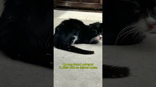Urgent ‼️ need a foster #fostercats #cat