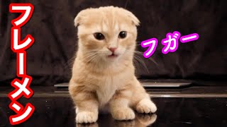 寝坊助な短足猫のフレーメン姿がこちらw by ねおの猫。短足マンチカンよちひこ 3,539 views 2 years ago 8 minutes, 2 seconds