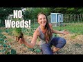 How im eliminating weeds  improving my soil for a huge harvest